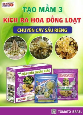 TẠO MẦM 3